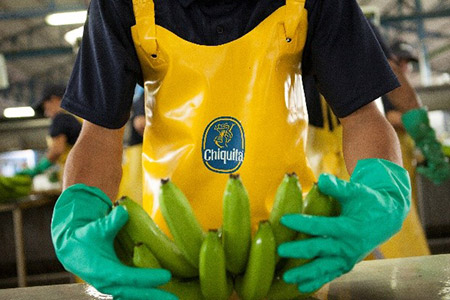 In prima linea nella lotta alla malattia delle banane