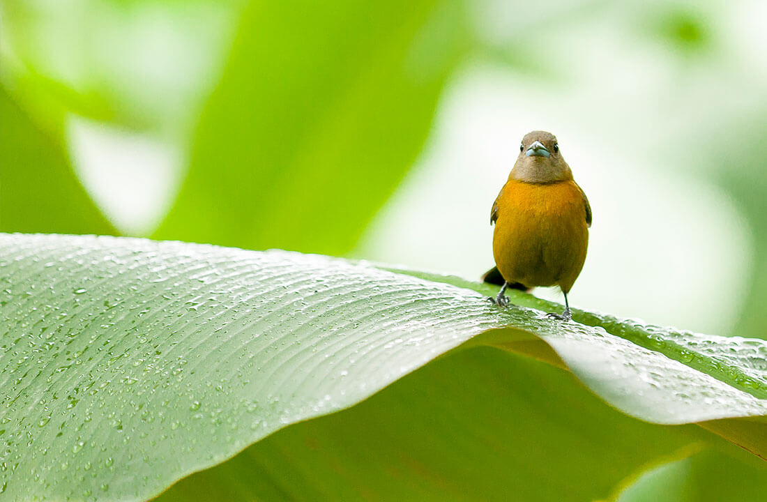 Chiquita leads the way in preserving biodiversity - 1