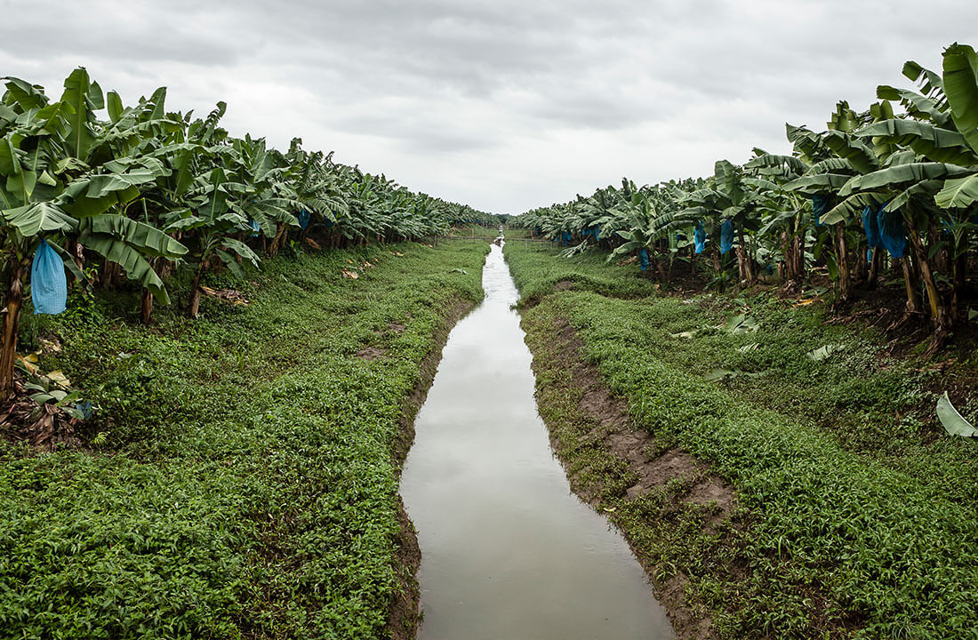 Chiquita leads the way in preserving biodiversity - 2