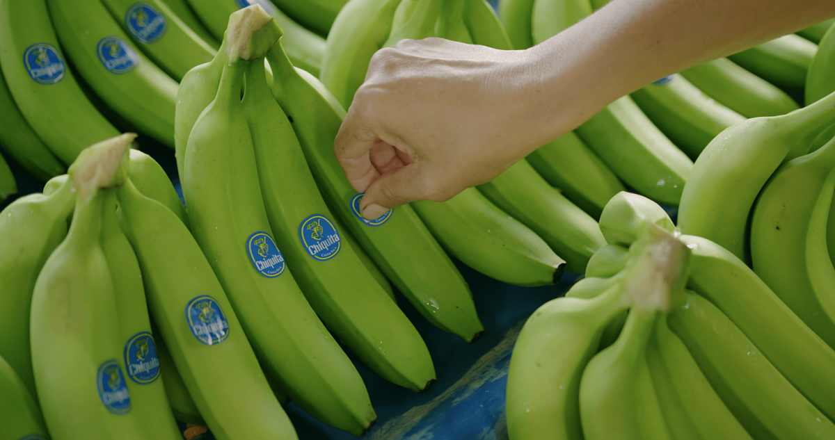 chiquita dietro l'adesivo blu che mette l'adesivo sulla banana