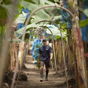 Banane Chiquita in fattoria: è tutta una questione di sostenibilità